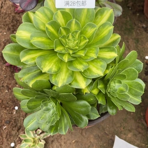 琉璃多肉多肉6011