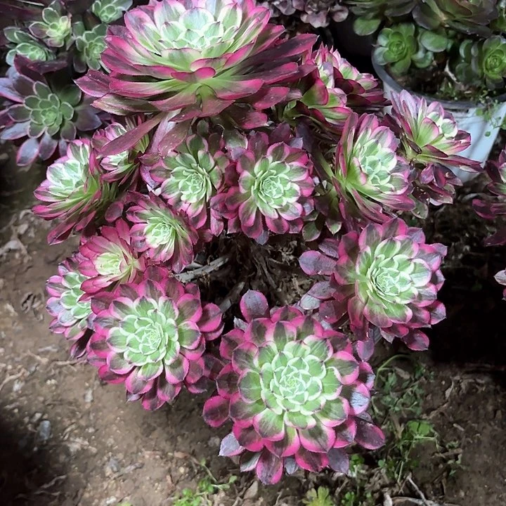 陈*伟多肉植物法师天合104