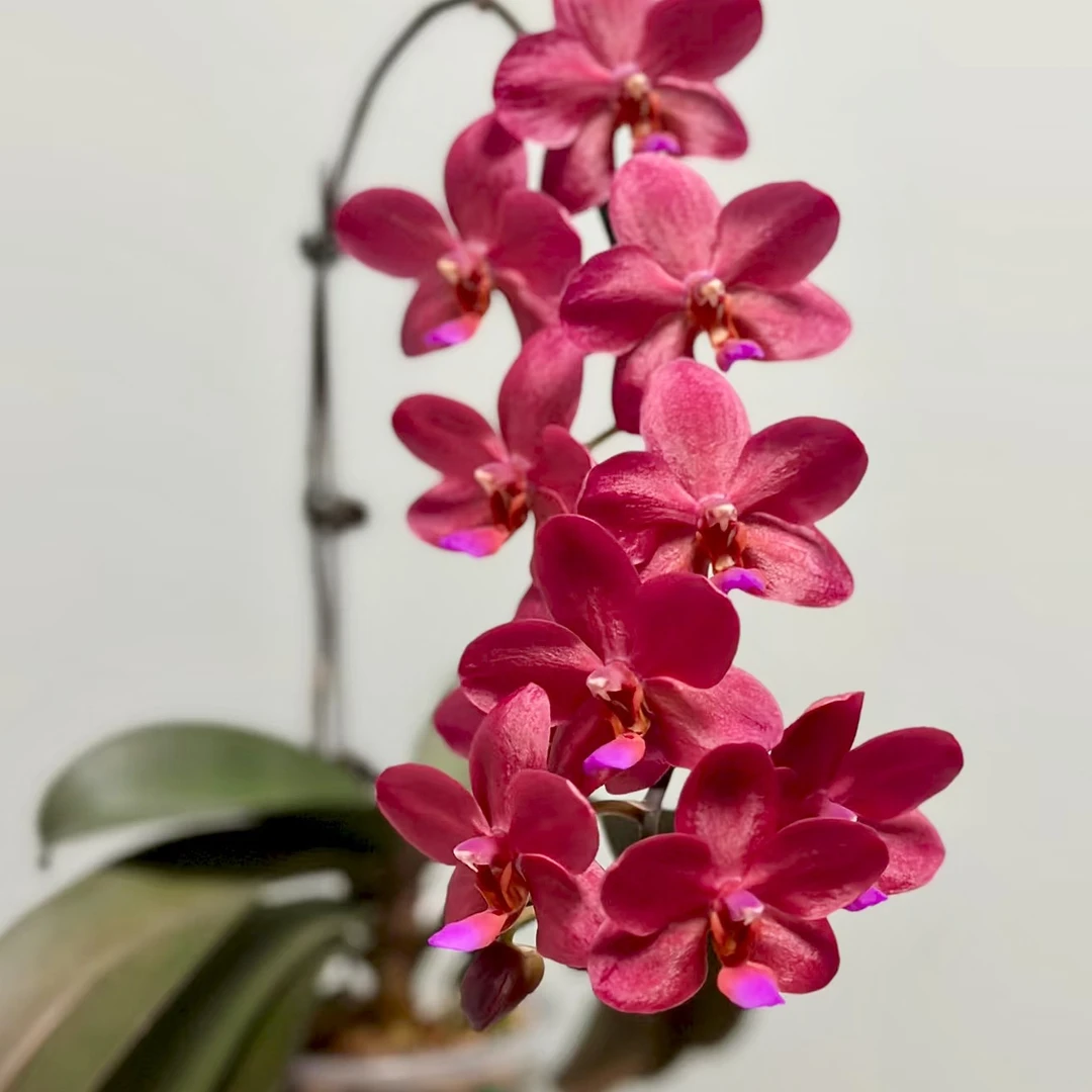 佛陀宝藏蝴蝶兰1.7寸杯宝宝苗有根稀有品种蜡质花