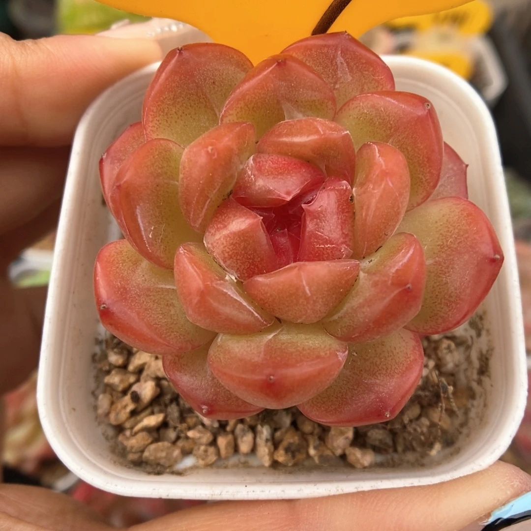 琴心可拍729号。