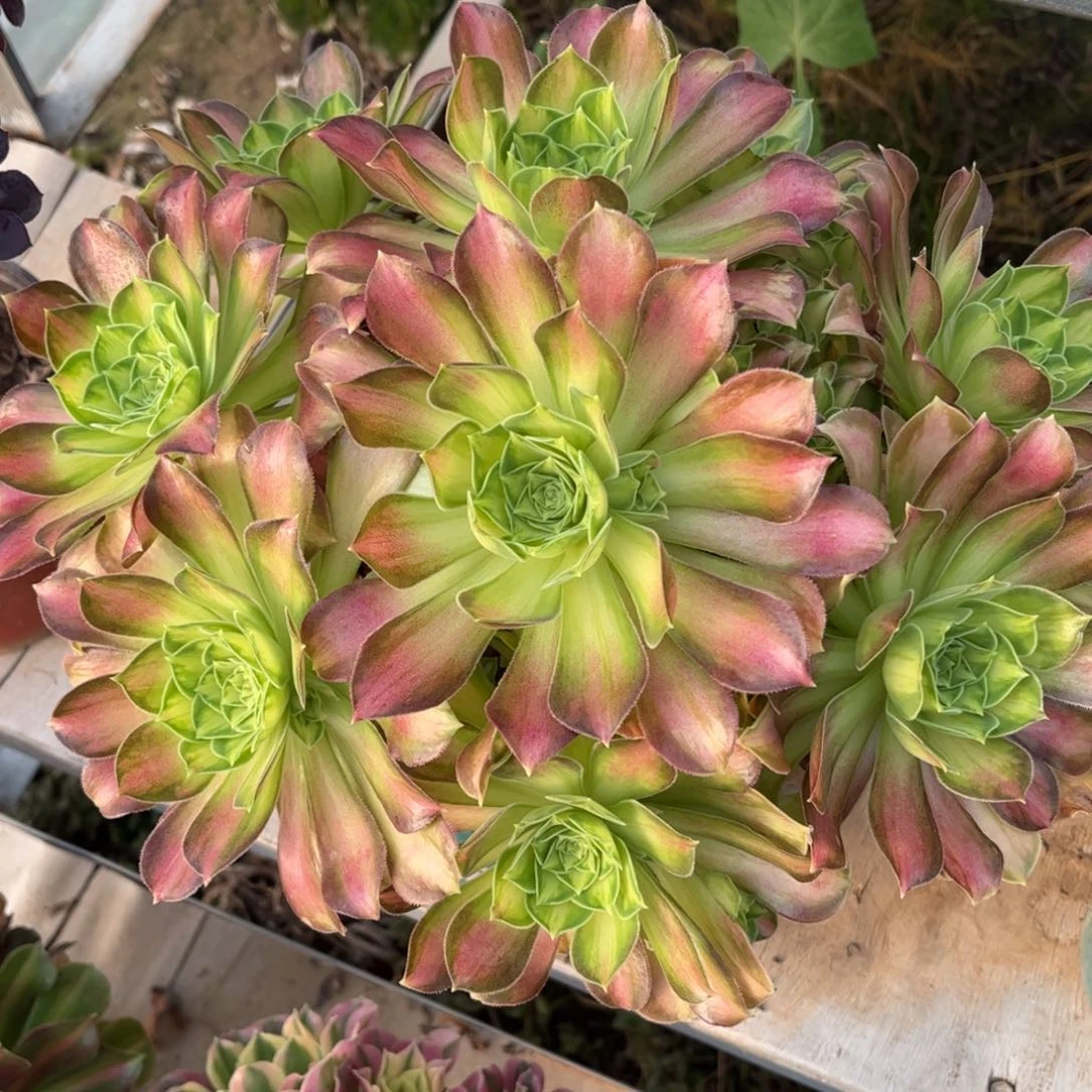 156韶华丛林多肉植物法师