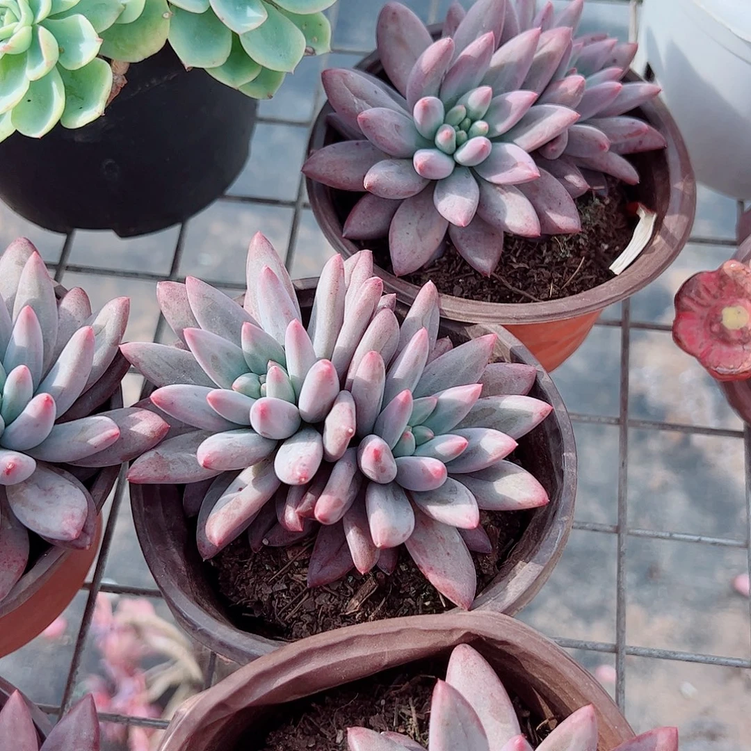 红蜻蜓双头起发精品