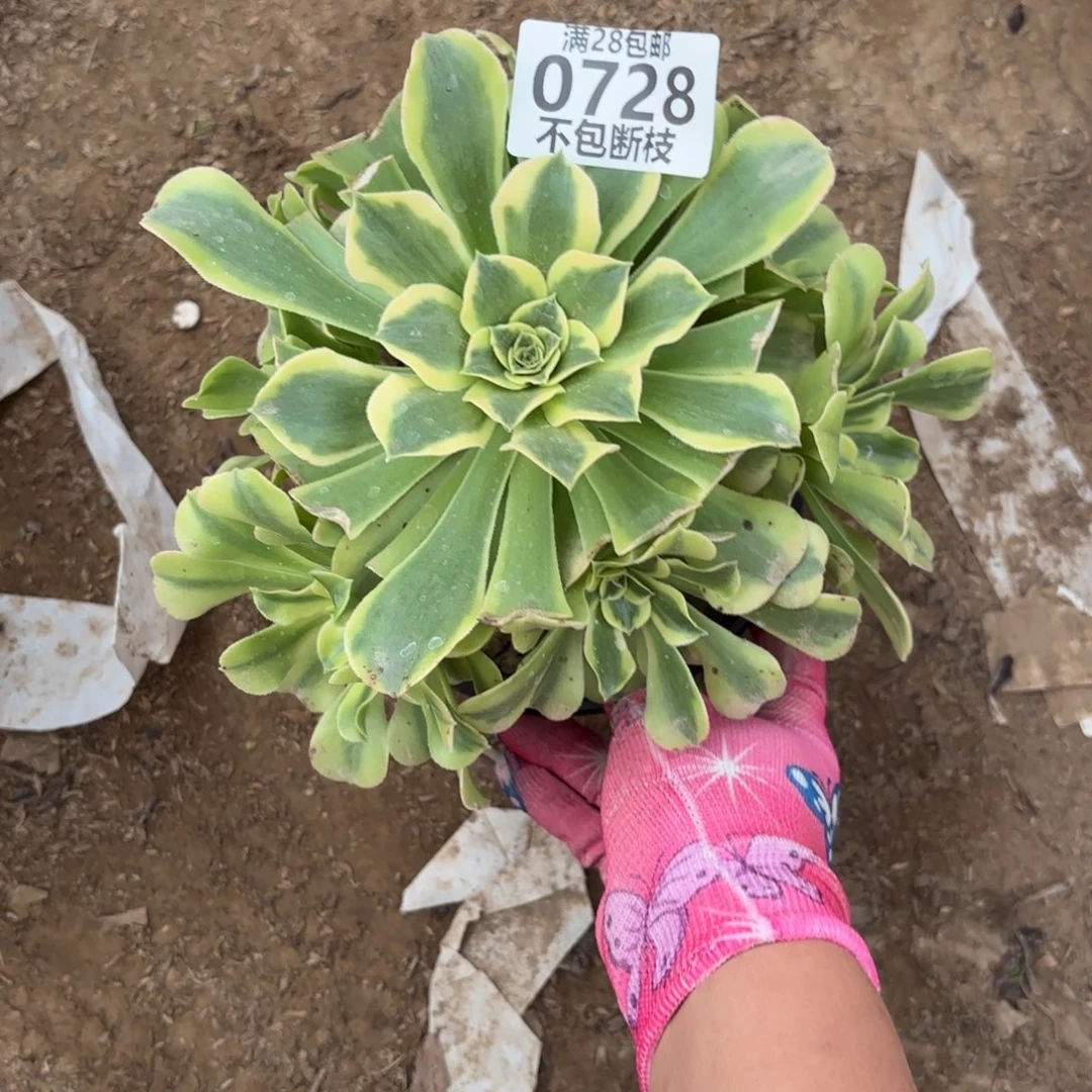 M. 728绿豆沙多肉。cade