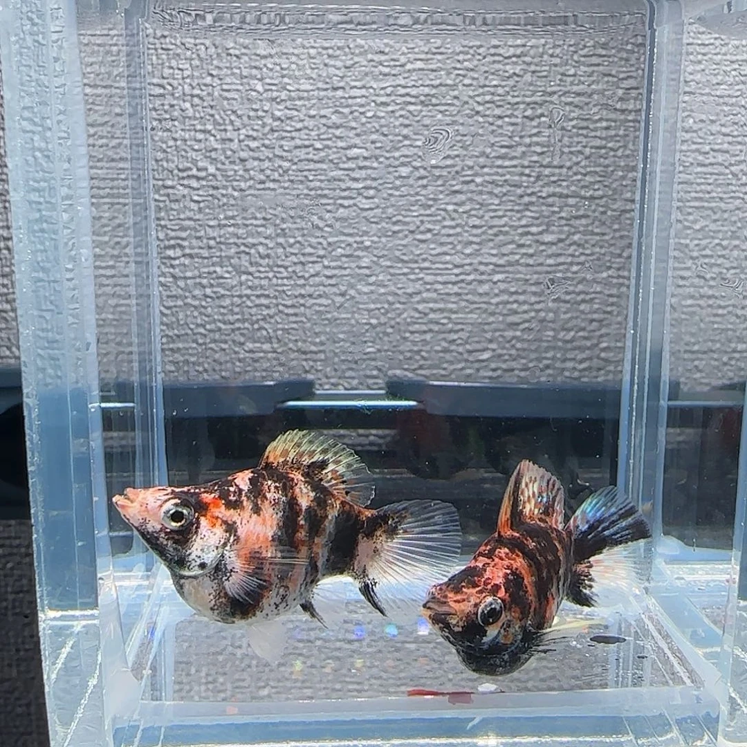 黑玛丽鱼油画老虎玛丽