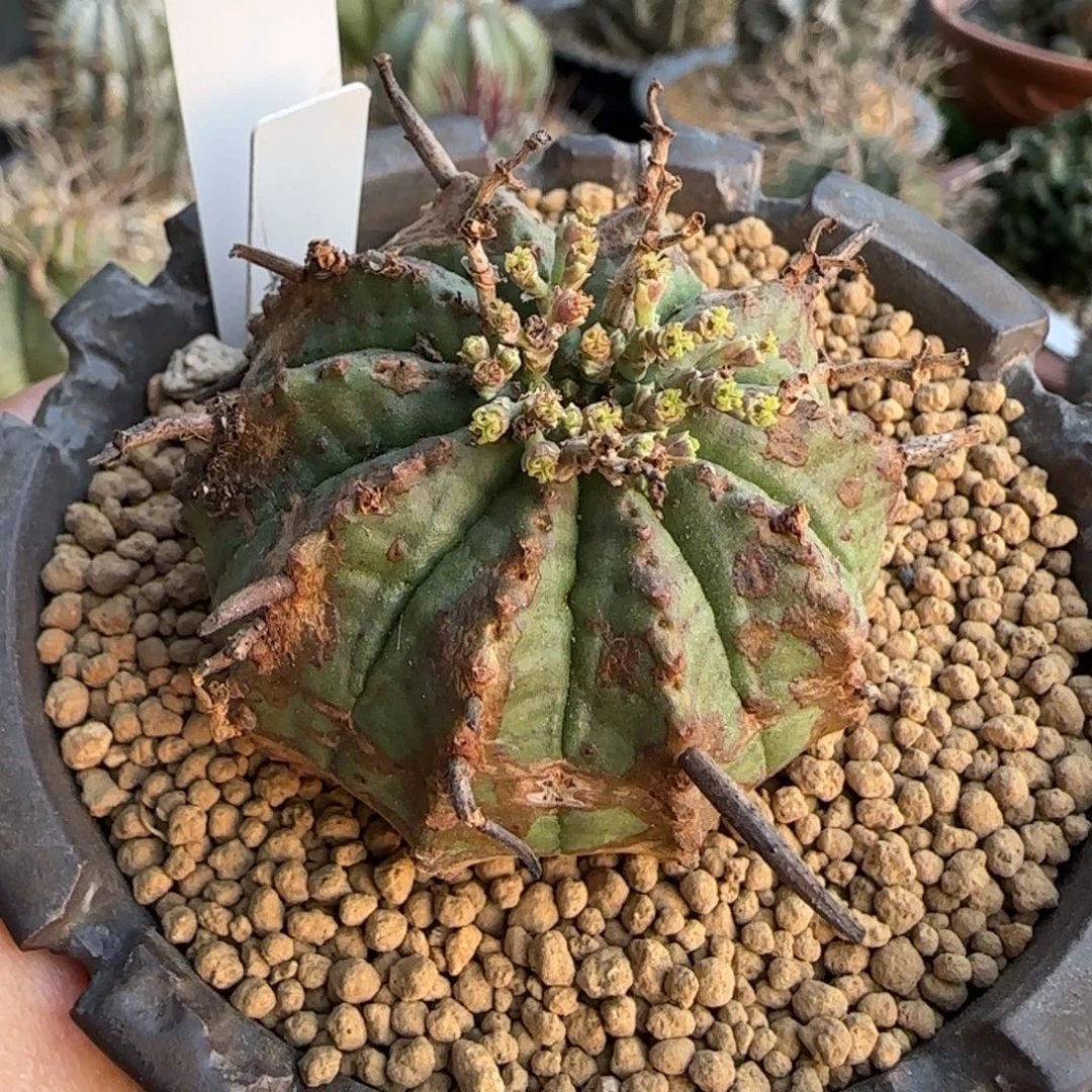 19法立达 脱土发啊啊啊