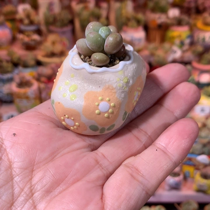 奶酪带盆发货 满100包邮