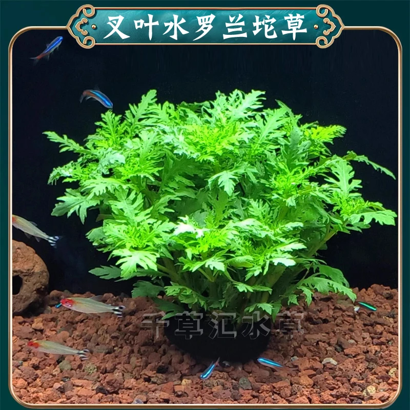 【水罗兰坨草】鱼缸造景水草植物阴性后景古法养鱼新手懒人好养活