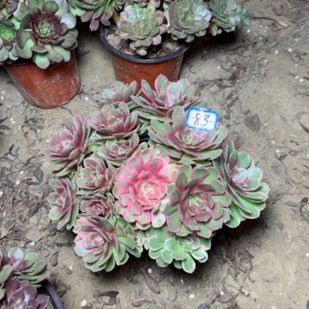 【闪购商品】粉花妖83