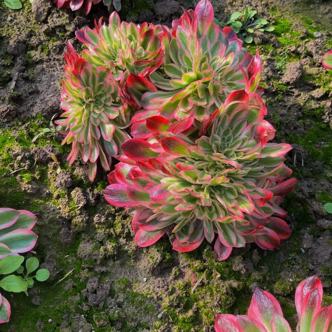 雅典娜缀多肉植物捧花的