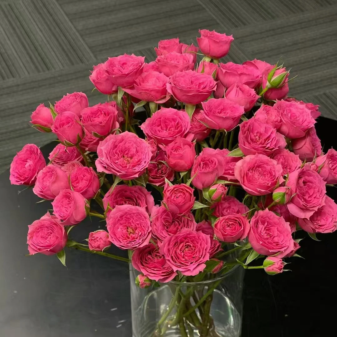 苏菲宝贝多头玫瑰 居家办公优选《东北基地发货》