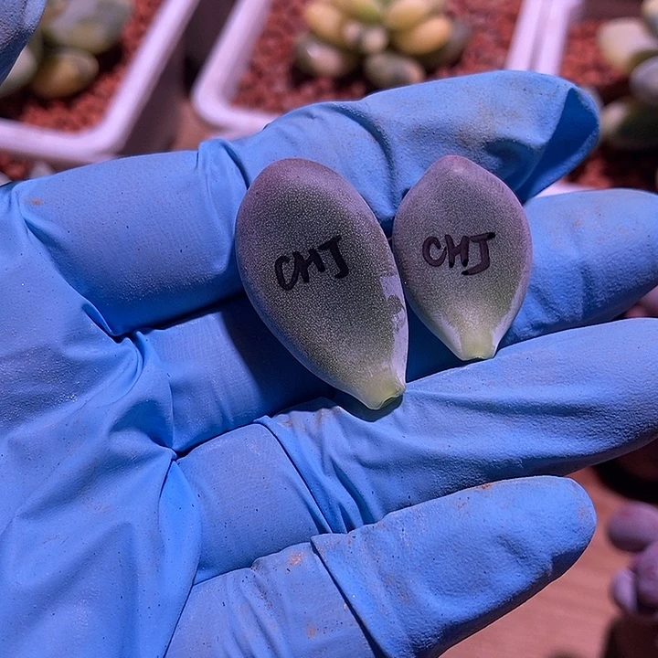 $***$彩虹奶酪有锦基因多肉