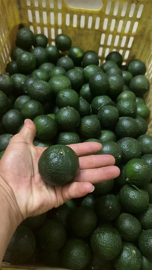 【自家果园】天马7月小青柑鲜果新鲜现摘现发