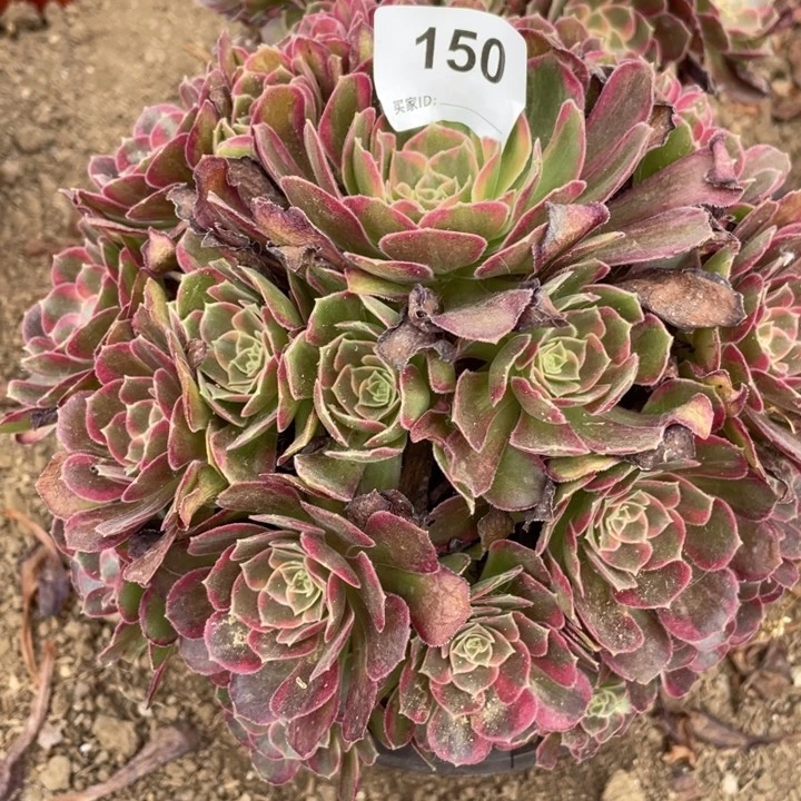 无花朵150多肉植物安娜植物