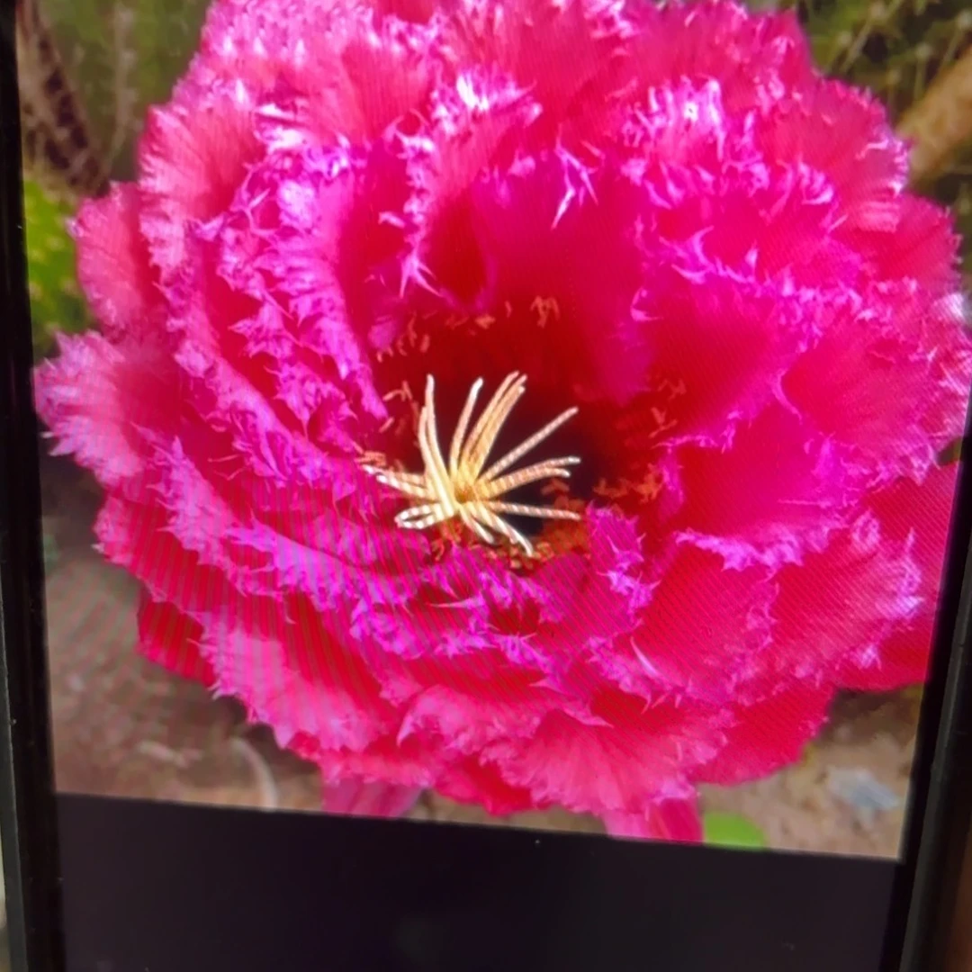 荣耀自花毛侧牙20包邮仙人球1