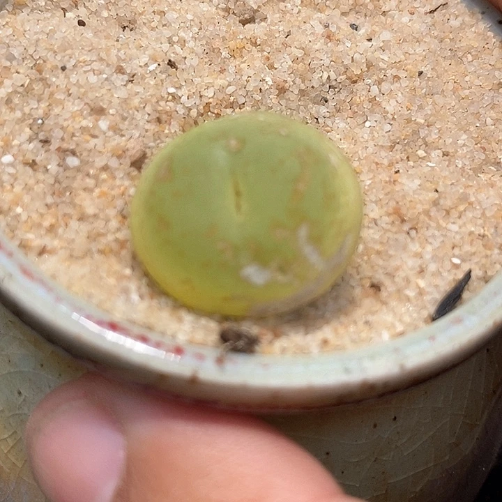 25522一颗   有伤