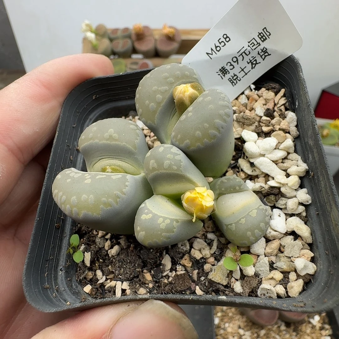 658多肉哈哈哈哈哈哈哈
