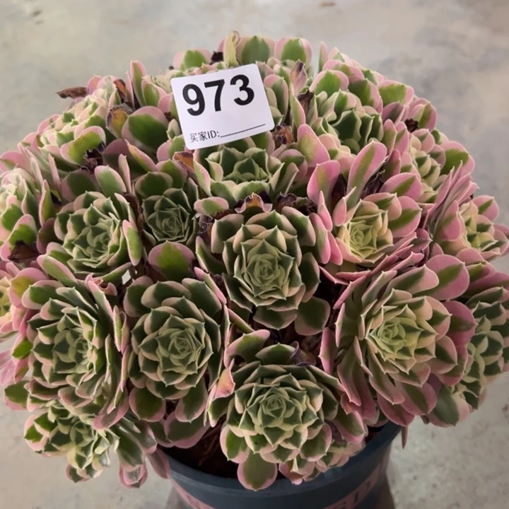 973白凤30厘米左右