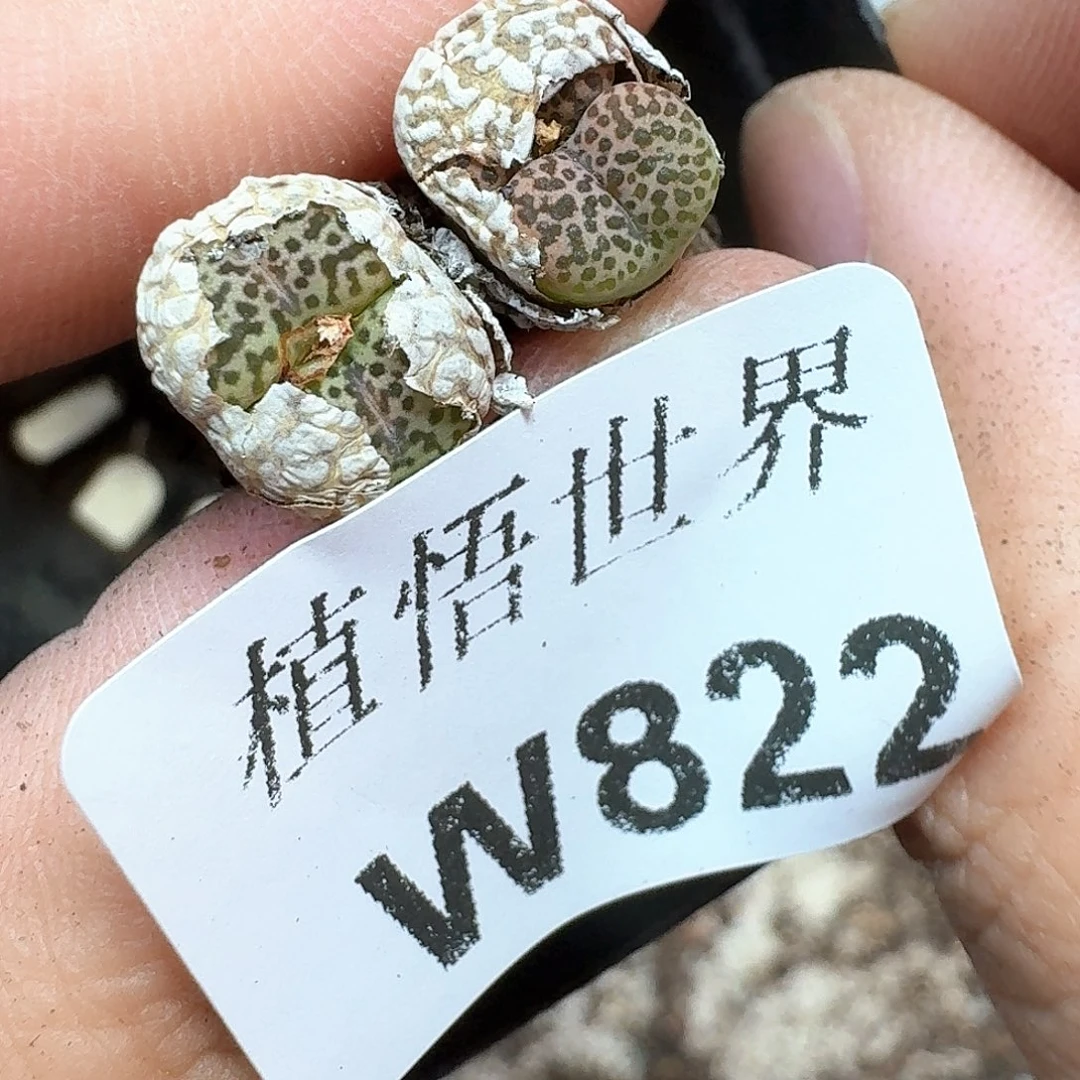 多肉植物的润泽额g
