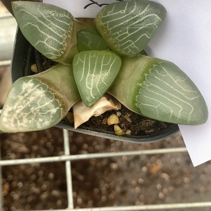 潇*1566。  福利。