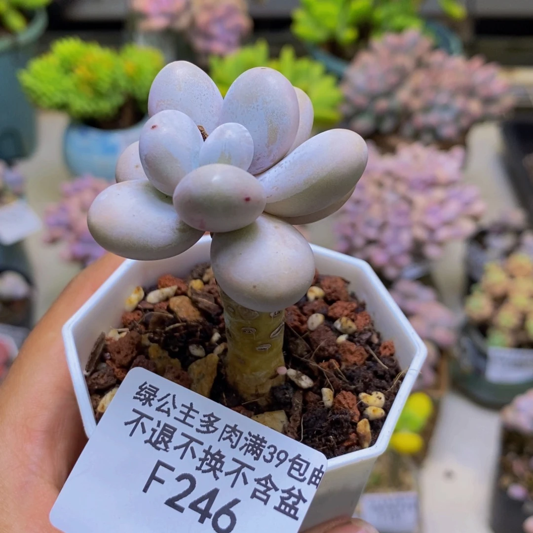 246水光针多肉3cm