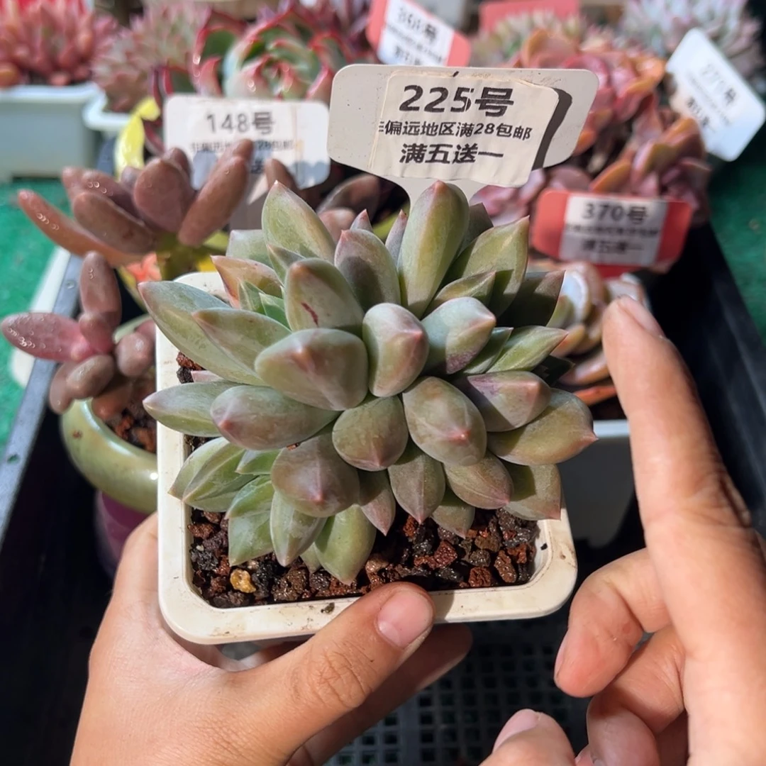表妹精品多肉植物225.