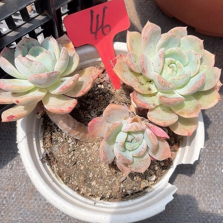 晨语多肉，一物一拍46