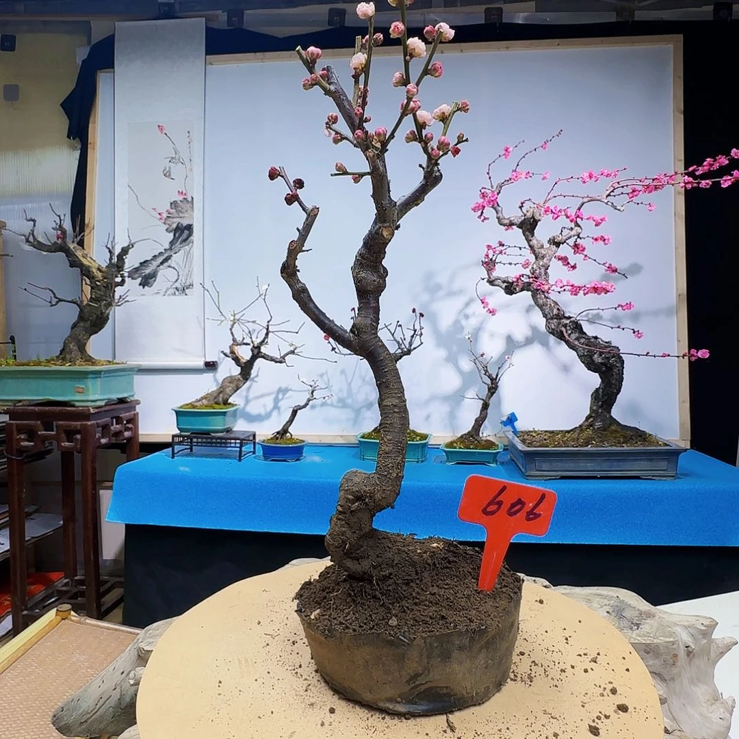 红陶L*ugv j k l l l