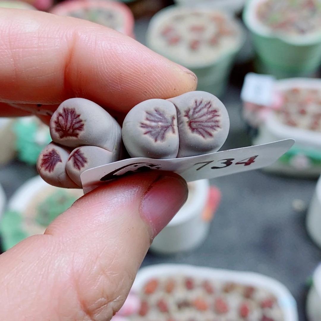 生石花花花花花很好很好734