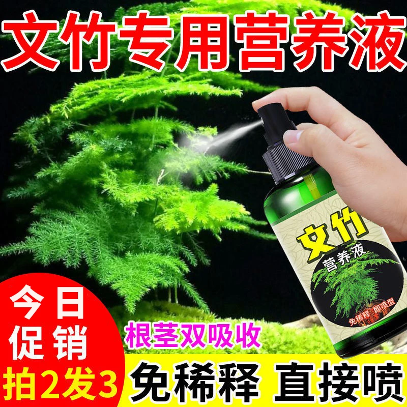 文竹专用营养液根部腐烂枝叶黄脱落一喷绿肥料