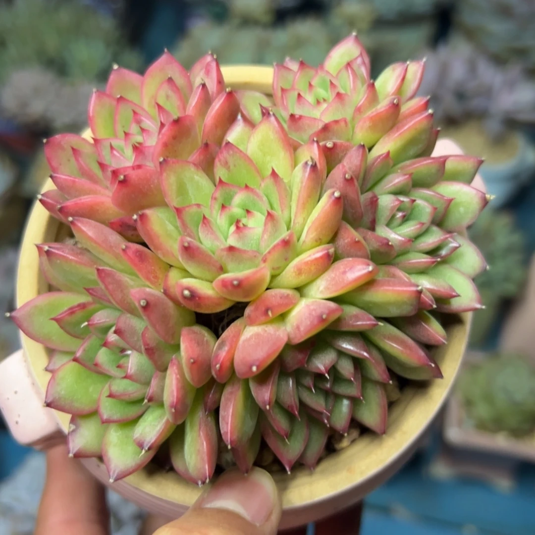 多肉植物一物一拍（25号）