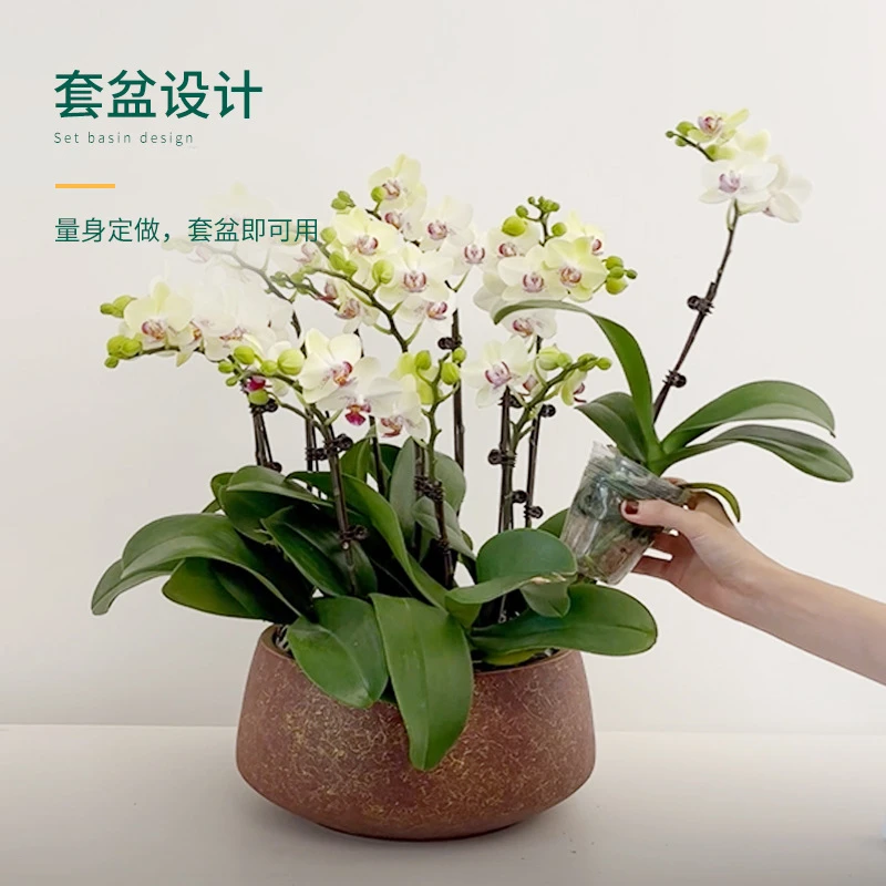 兰花盆陶瓷花盆大号组合拼盆套盆轻奢兰花花盆专用盆