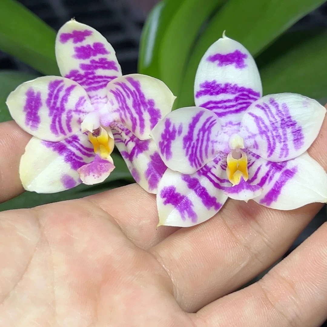 完全开放l055三寸ys1191