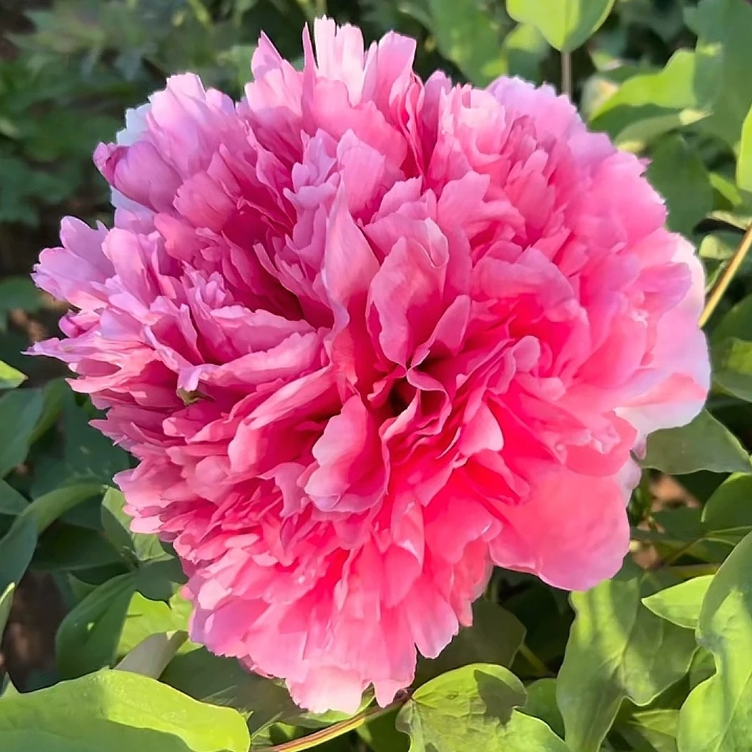 【大仙桃】 菏泽精品牡丹十年独杆 秋季发苗 粉色系