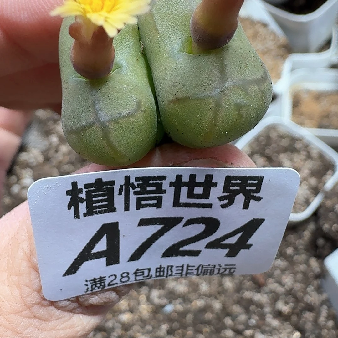 多肉植物的人生fhn
