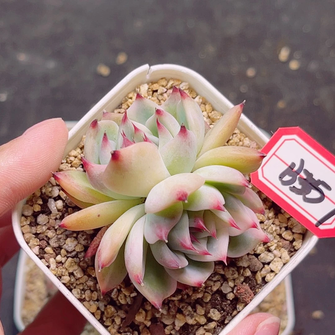 B357 一物一拍 吉娃娃锦