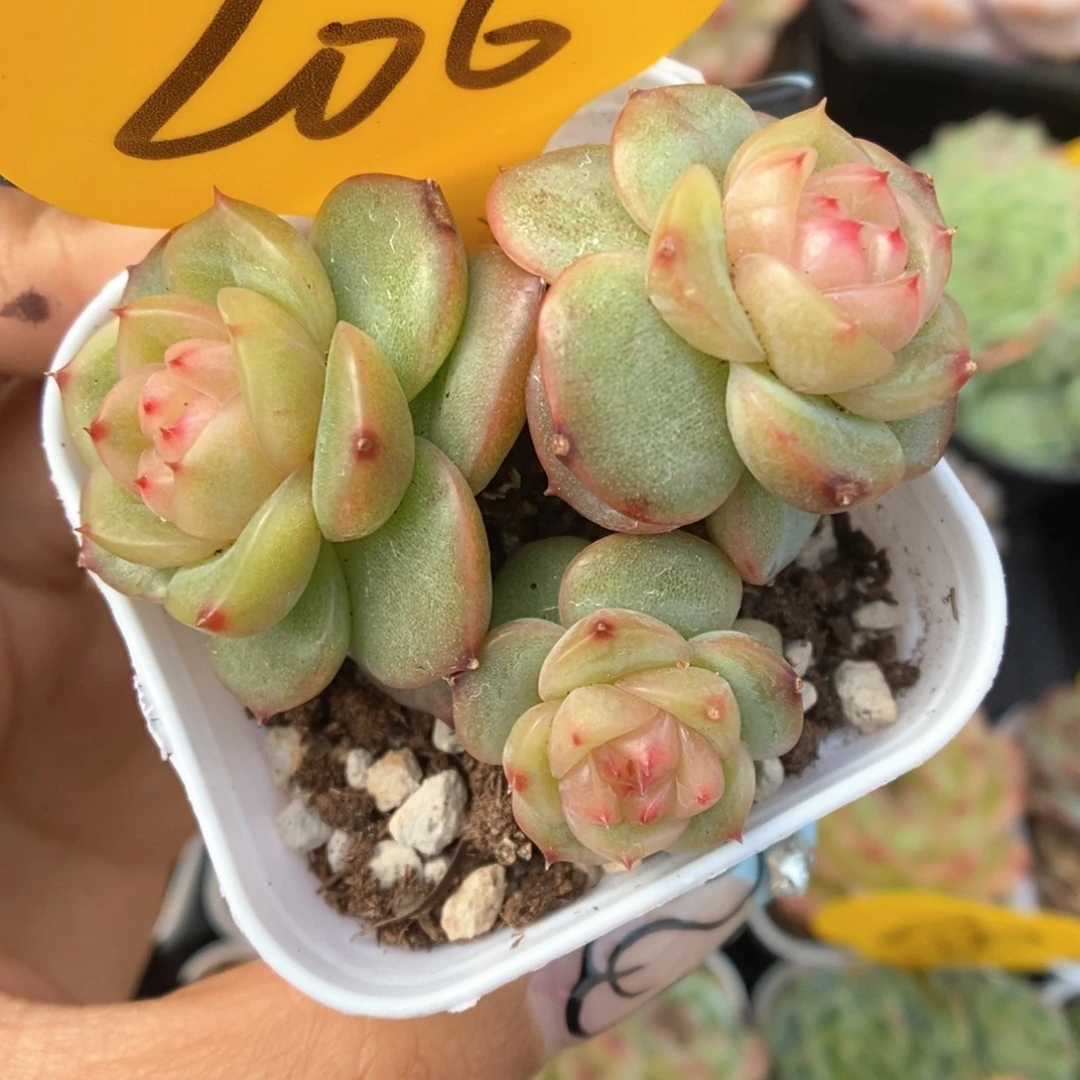 H101珍妮群生206号。