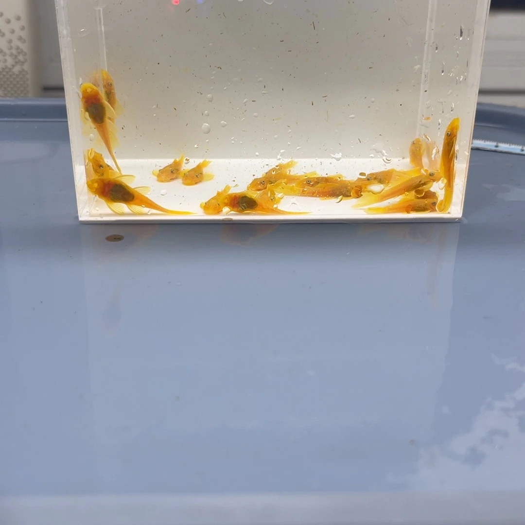 孔雀鱼小胡子20条开箱视频报损