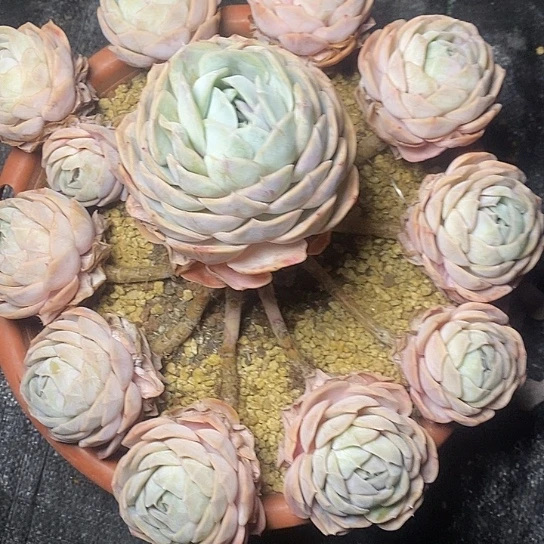 静***?106///////////////