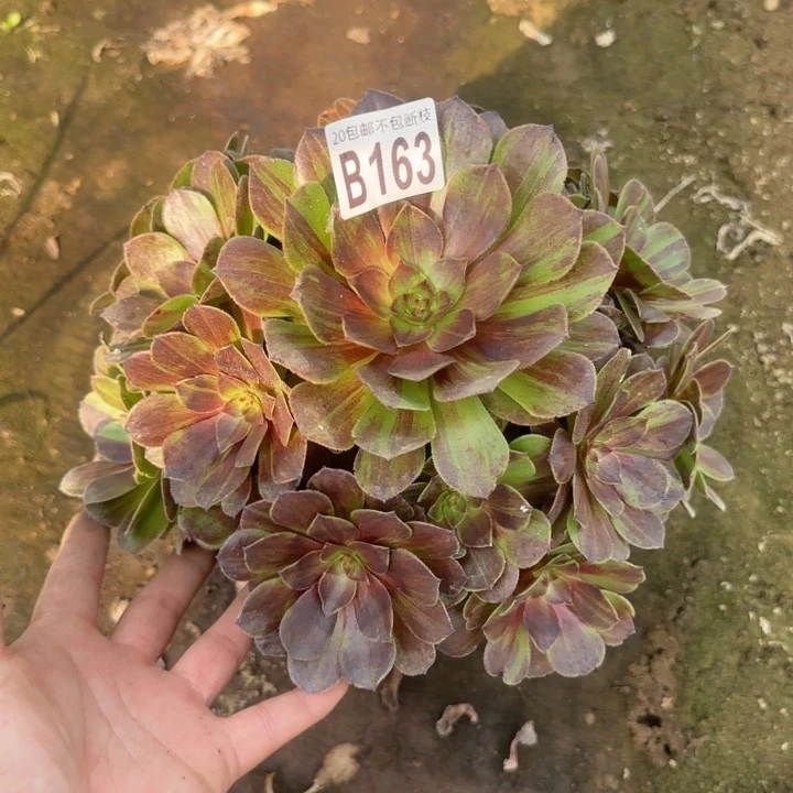 花月夜……多肉植物……
