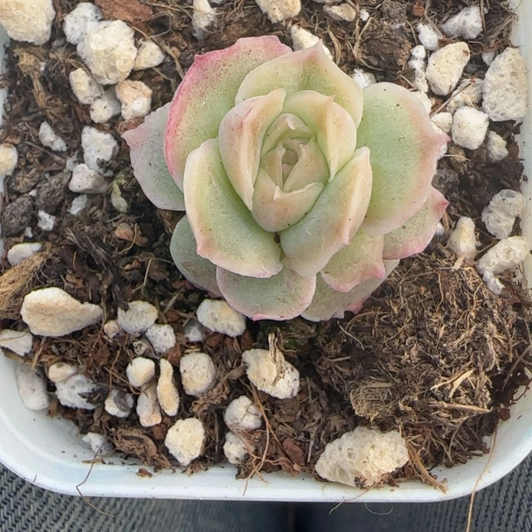 多肉小卡拉米糖心一物一拍