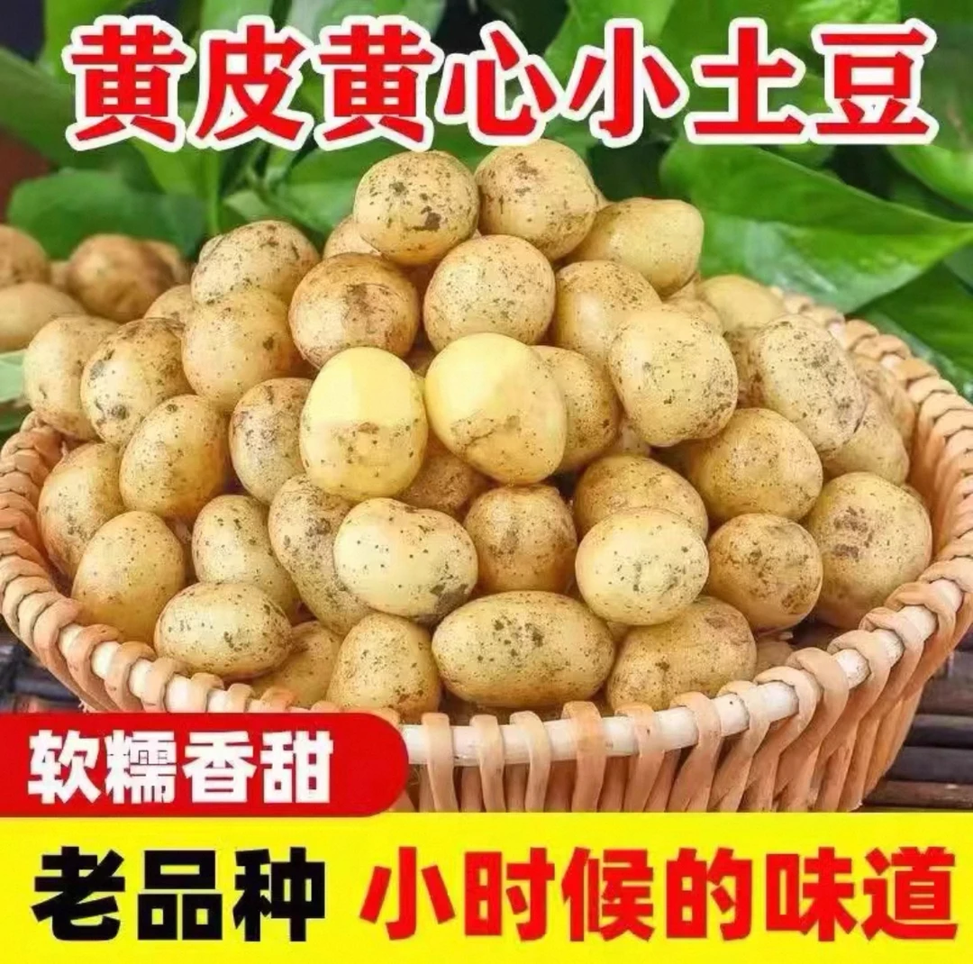 2025黄皮黄心小土豆新鲜现挖农家应季蔬菜马铃薯
