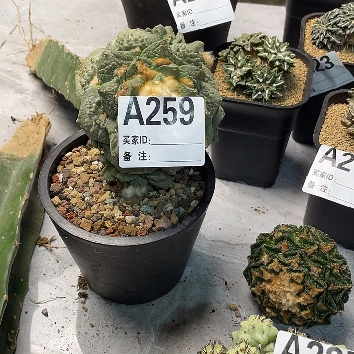 完全开放259怒涛一个