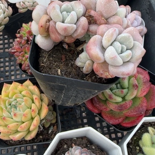 兰*132花班鹿11111111