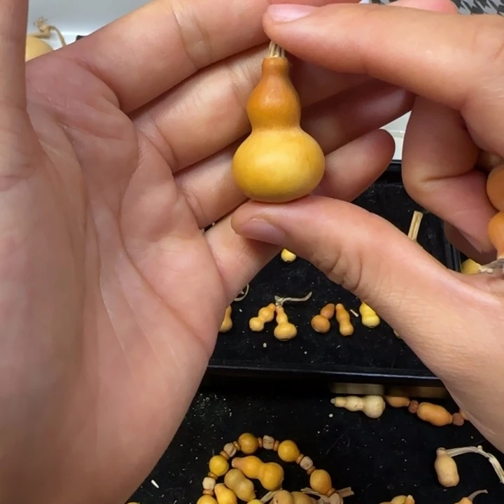 晟***蕾葫芦打孔后不退不换！