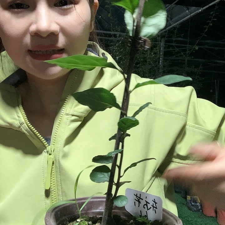 完全开放东方箭32.8