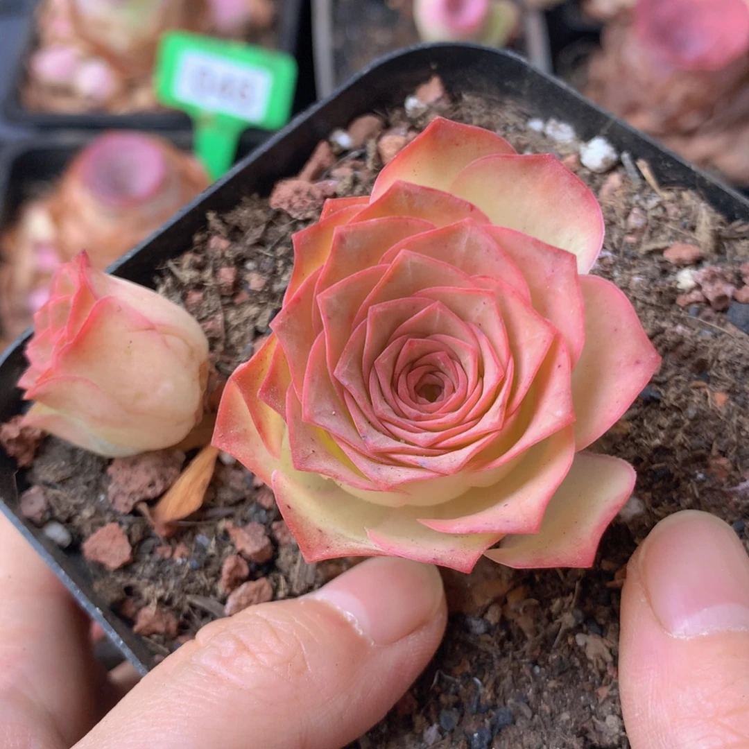 一物一拍星辰福利627