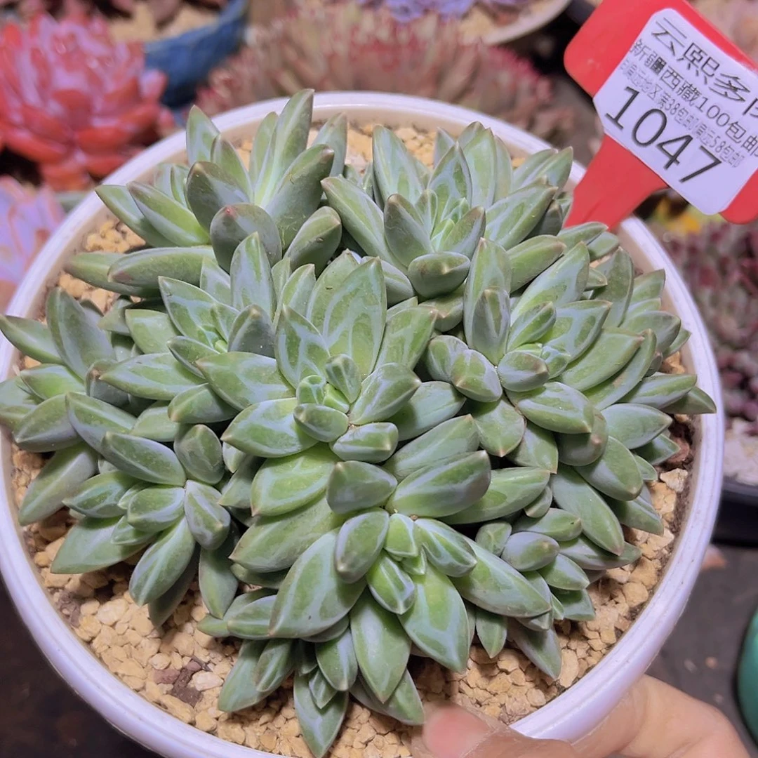 1047彩翼美人多肉植物