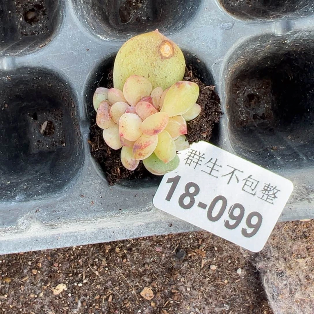 M****t小卡拉米糖心一物一拍18-99