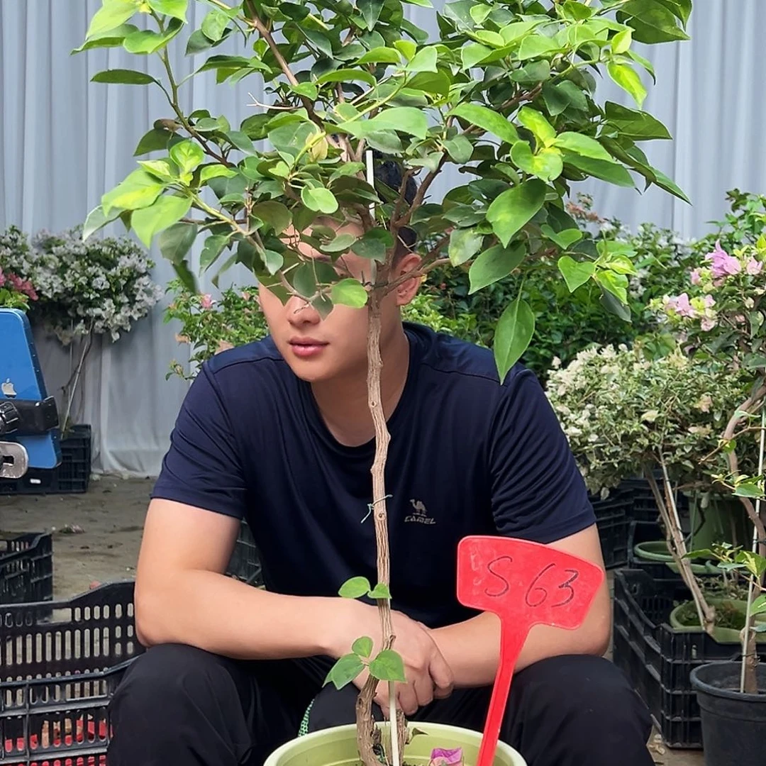 @***呀大部分花苞少量开放S63暗丽