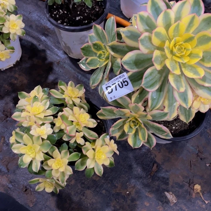 幸**久705两颗111111多肉